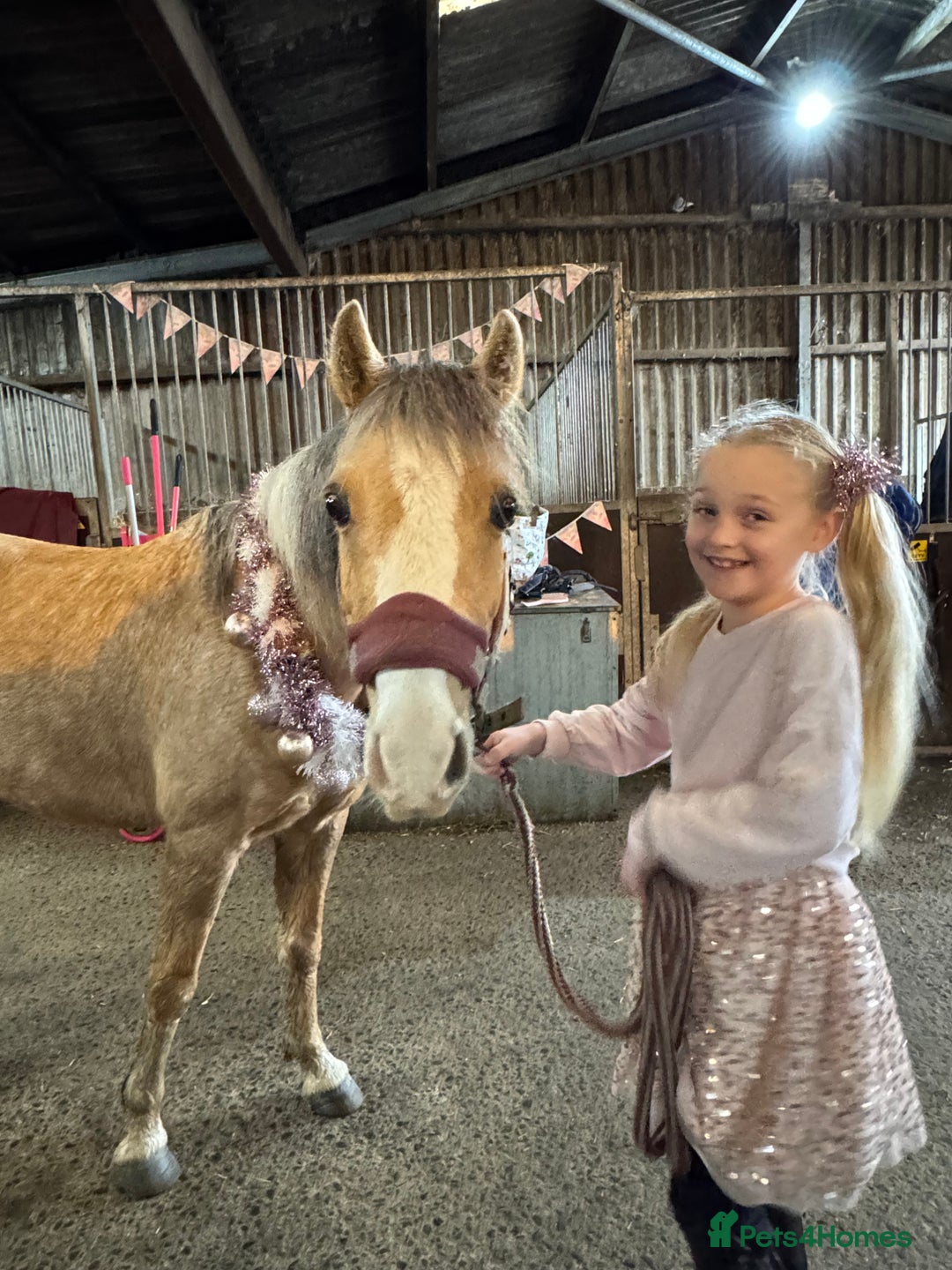 Welsh Section B horses for sale: Palomino Welsh B Non Ridden Companion/ InHand Pony - Image 2