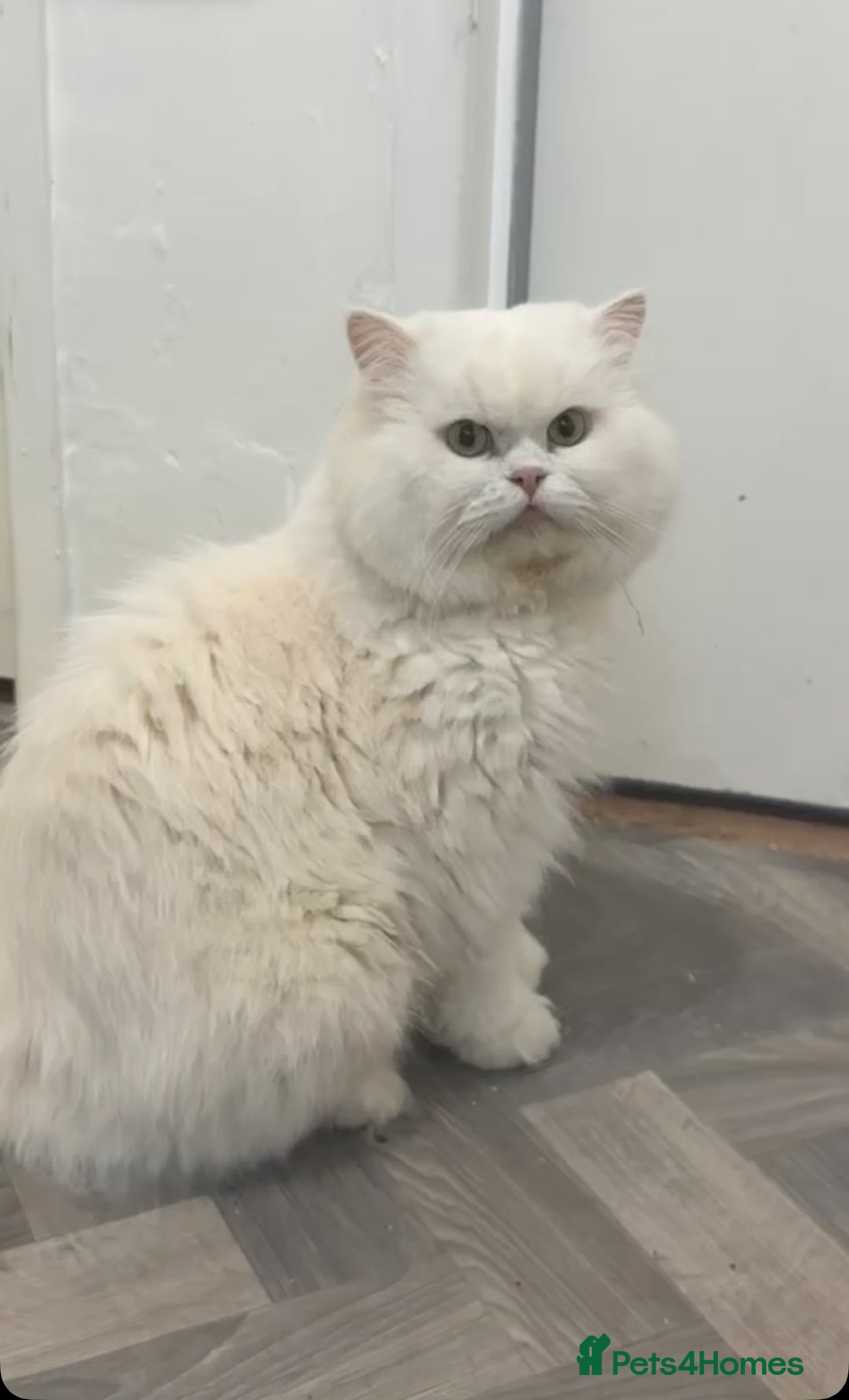 Persian cats Dollface Persian  - Advert 1