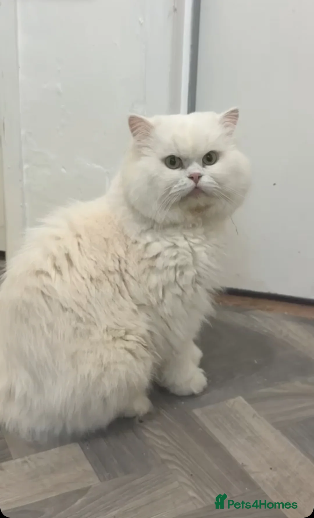 Persian cats for sale: Dollface Persian  - Advert 1