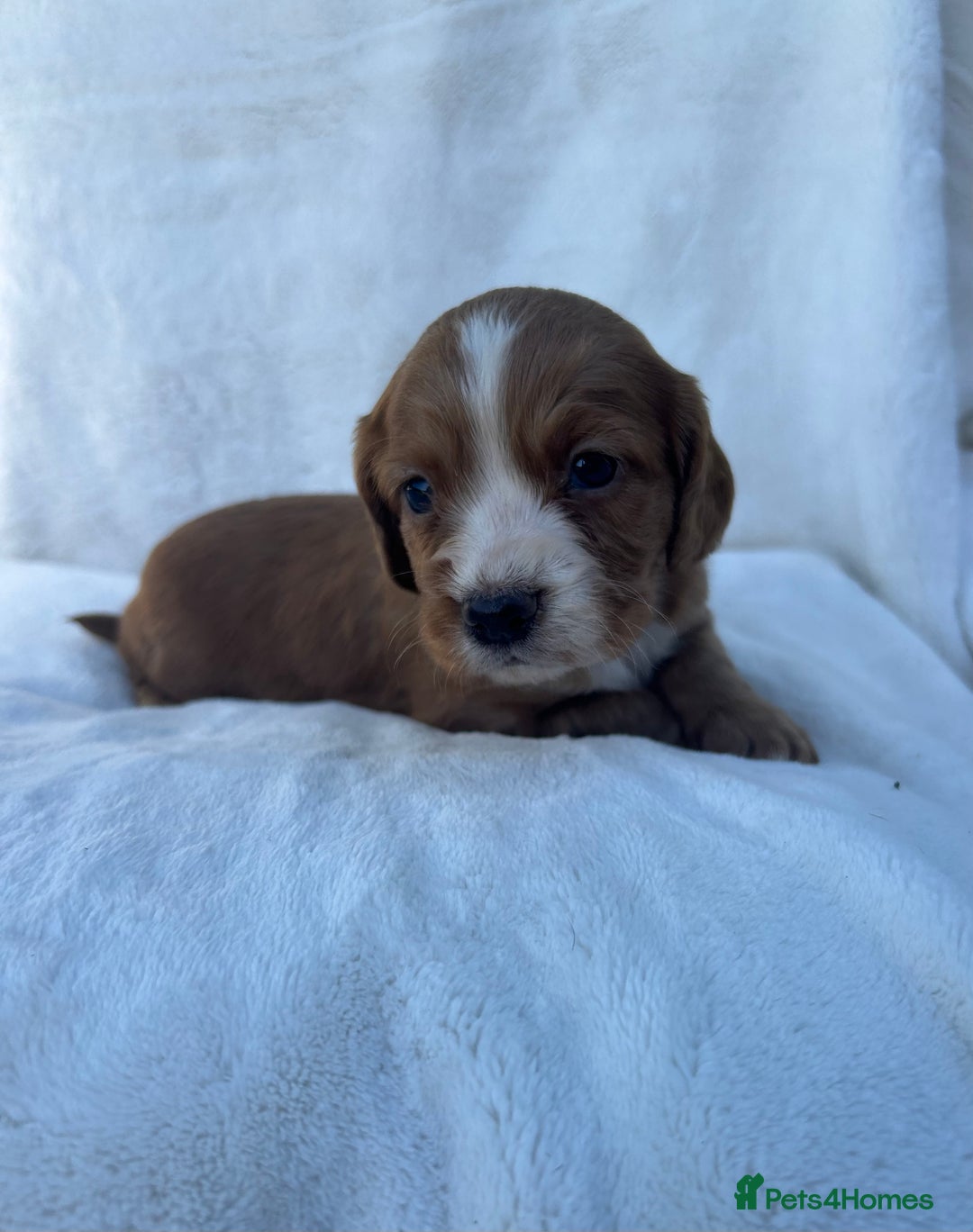 Cocker Spaniel dogs for sale: Beautiful kc registered cockerspaniel puppies  - Image 28