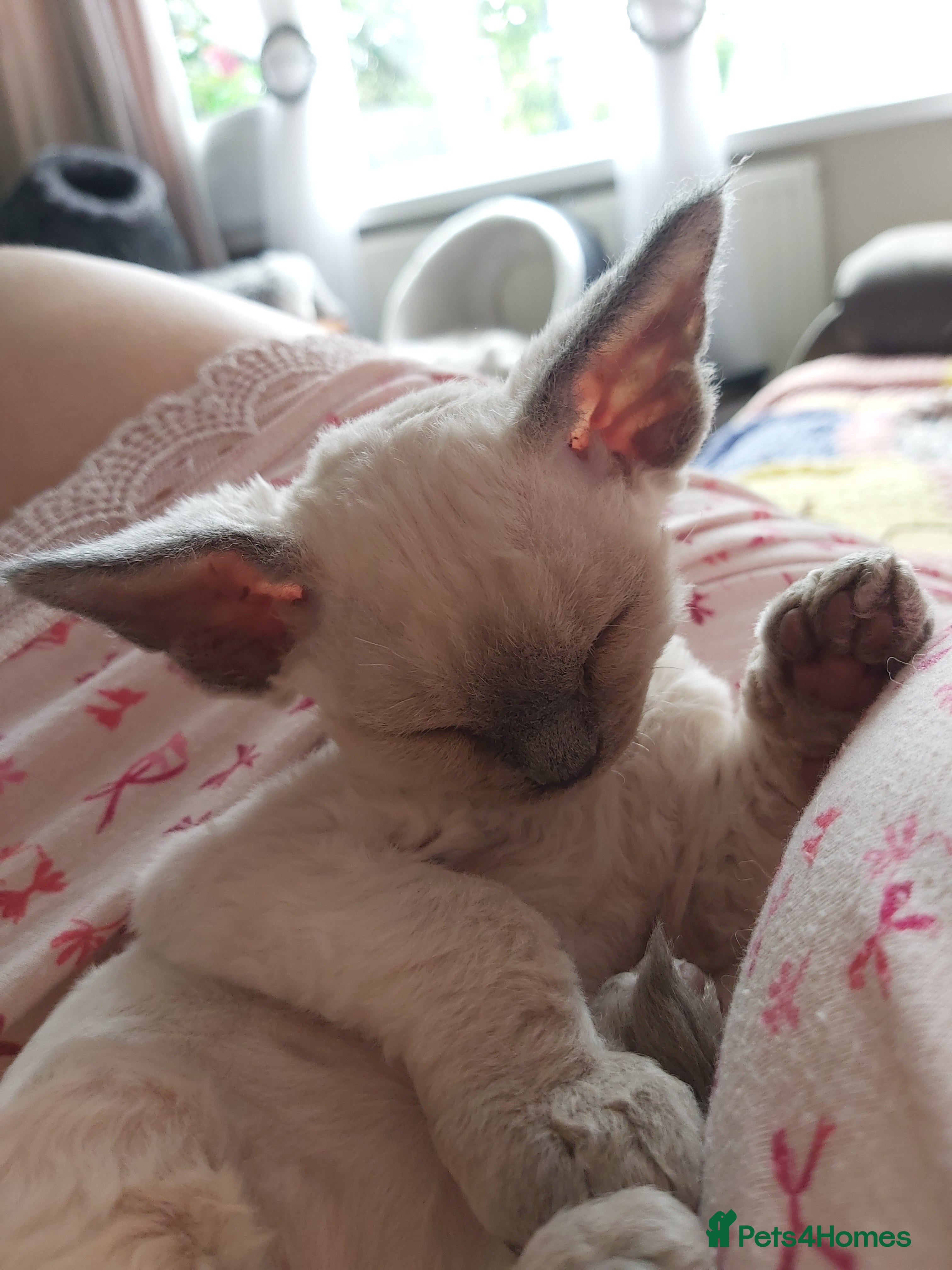 Devon Rex cats Devon Rex-Legal registered in FIFE🌸 - Advert 4