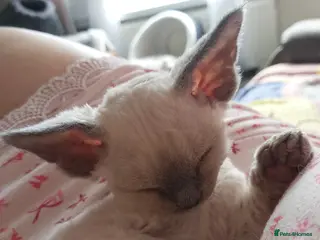 Devon Rex cats Devon Rex-Legal registered in FIFE🌸 - Advert 4