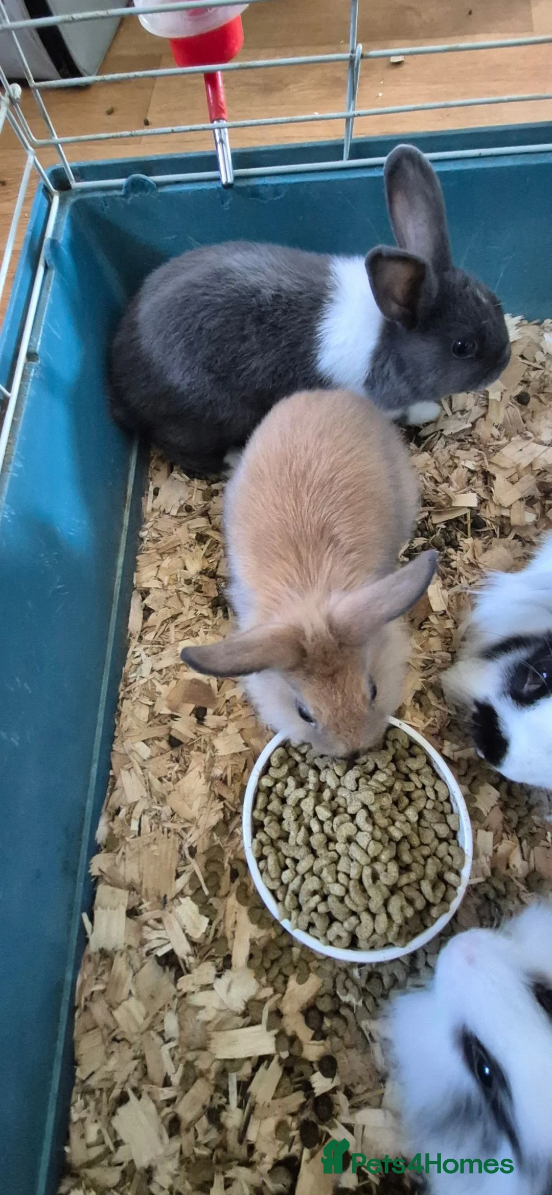 Mixed Breed rabbits for sale: Lion head cross rabbits - Advert 1