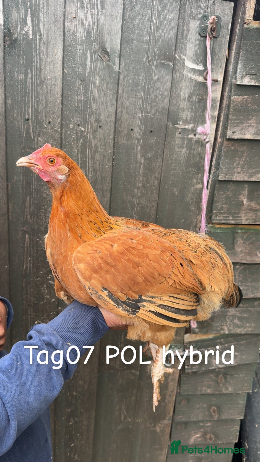 Chickens poultry for sale: Hybrid/ cross breed hens for sale - Image 8