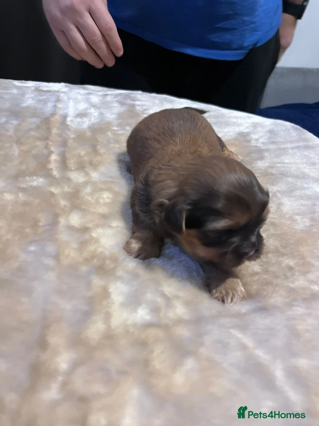 Shih Tzu dogs for sale: Shih tzu puppies  - Advert 3