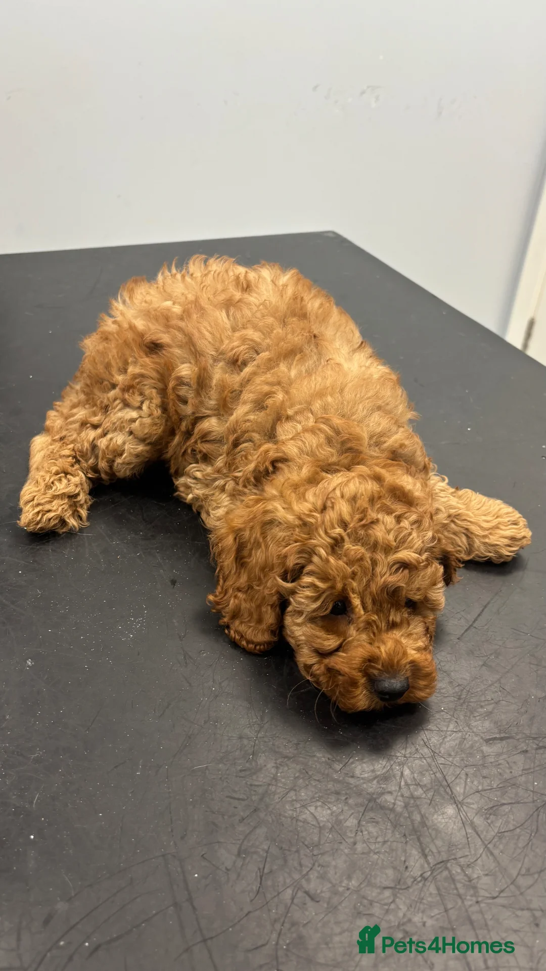 Cavapoo dogs for sale: Cavapoo F1B Beautiful puppies Due 20th June  - Advert 29