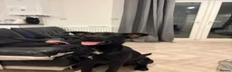 Mixed Breed dogs for sale: Rex 9 Months Old in March - Advert 6