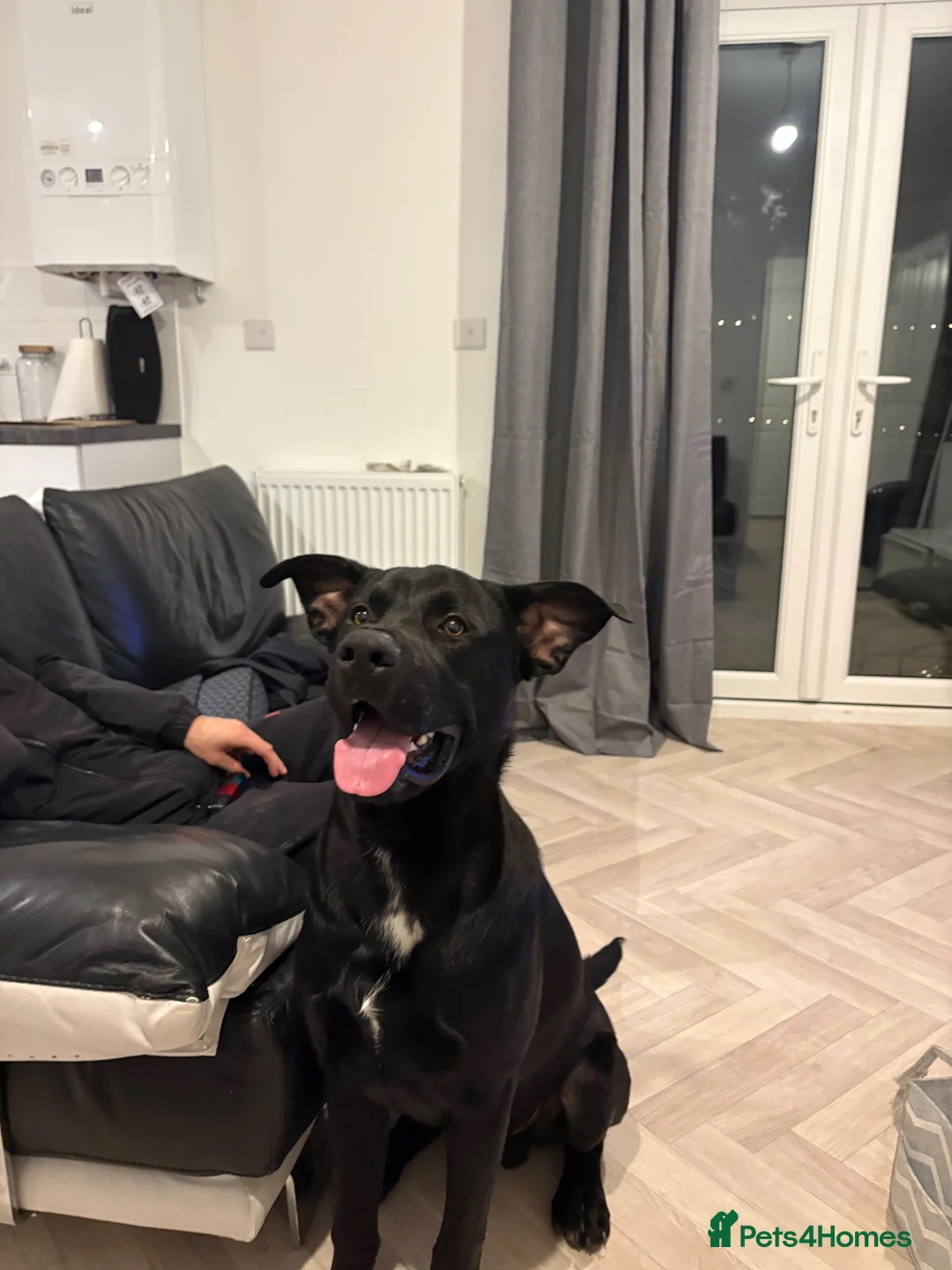 Mixed Breed dogs for sale: Rex 9 Months Old in March - Advert 6