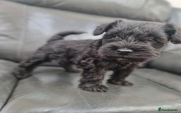 Miniature Schnauzer dogs for sale: Miniature Schnauzer Puppies KC Registered. 5M 2Fm - Image 23