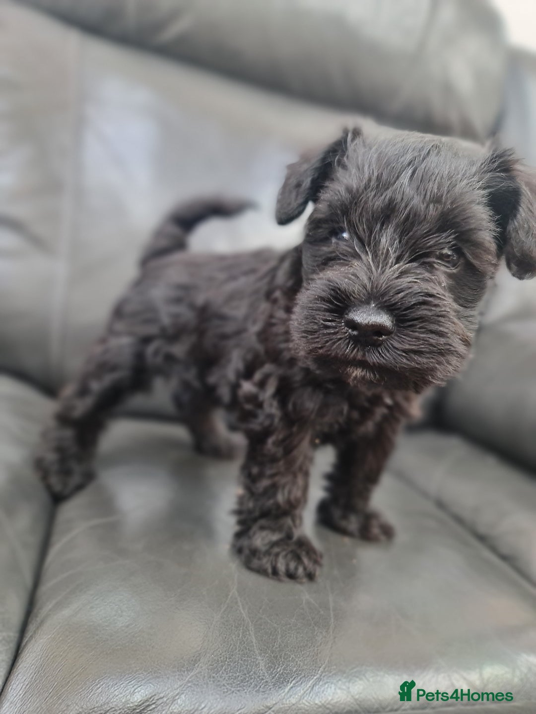 Miniature Schnauzer dogs for sale: Miniature Schnauzer Puppies KC Registered. 5M 2Fm - Image 23