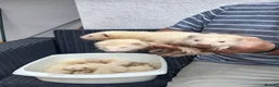Ferret rodents for sale: Greyhound  ferrets in Worcester - Advert 3