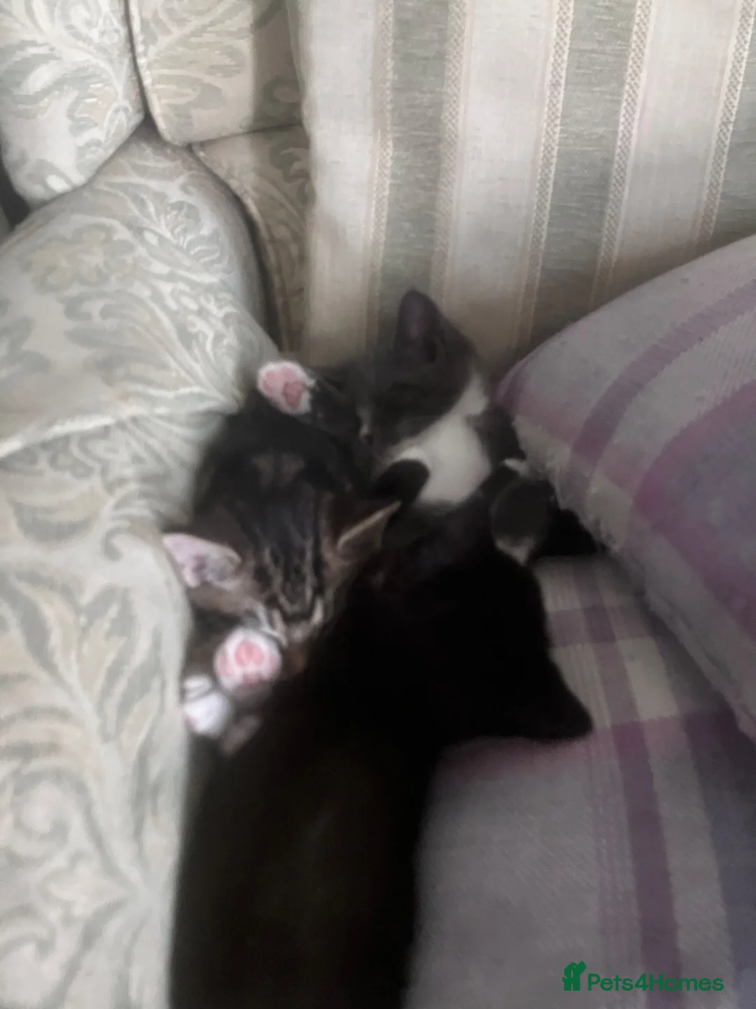 Bengal cats for sale: Beautiful Bengal x British Short Hair Kittens  - Advert 13