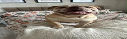 Mixed Breed dogs for sale: BANDIT  in Shrewsbury - Advert 1