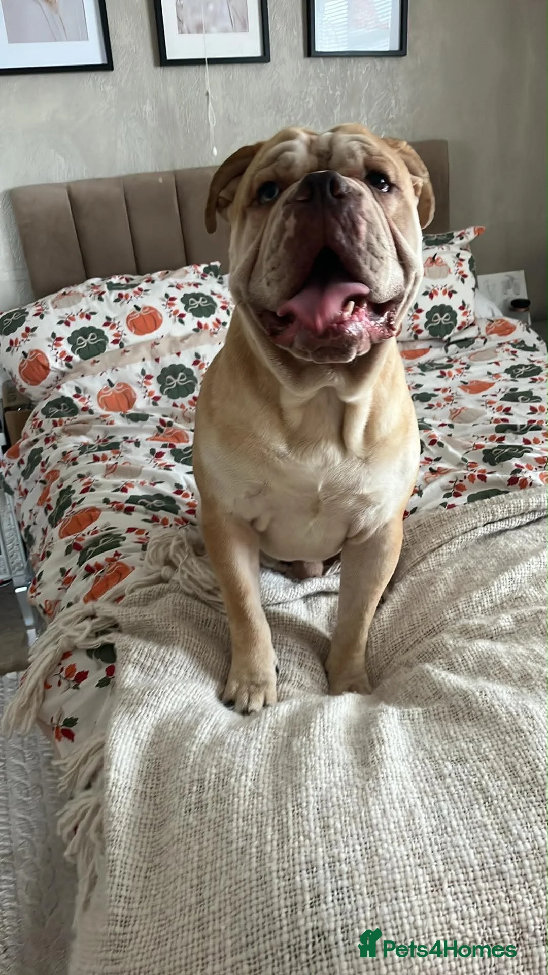 Mixed Breed dogs for sale: BANDIT  in Shrewsbury - Advert 1