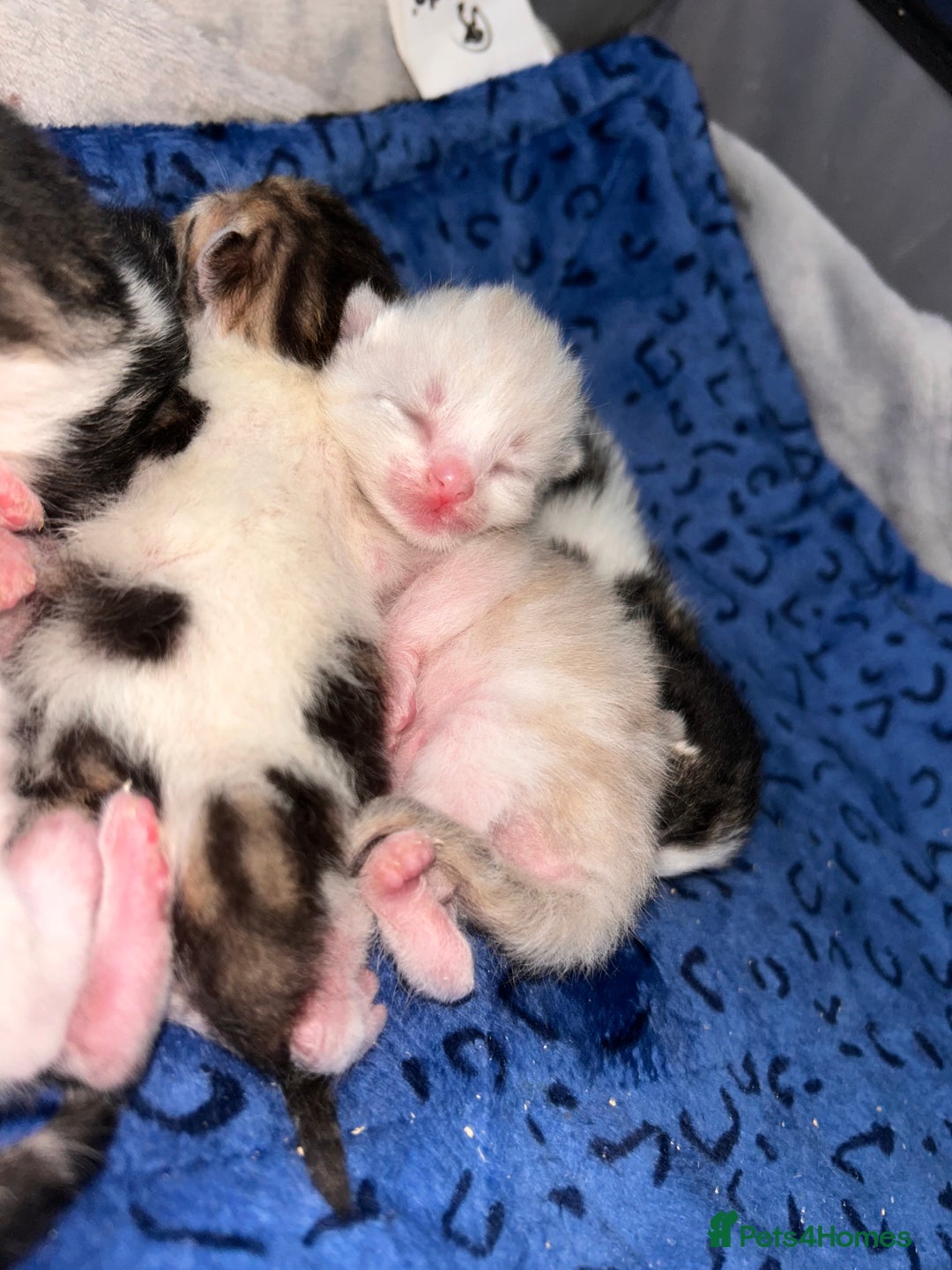 American Shorthair cats for sale: American shorthair x Turkish van kittens  - Image 16
