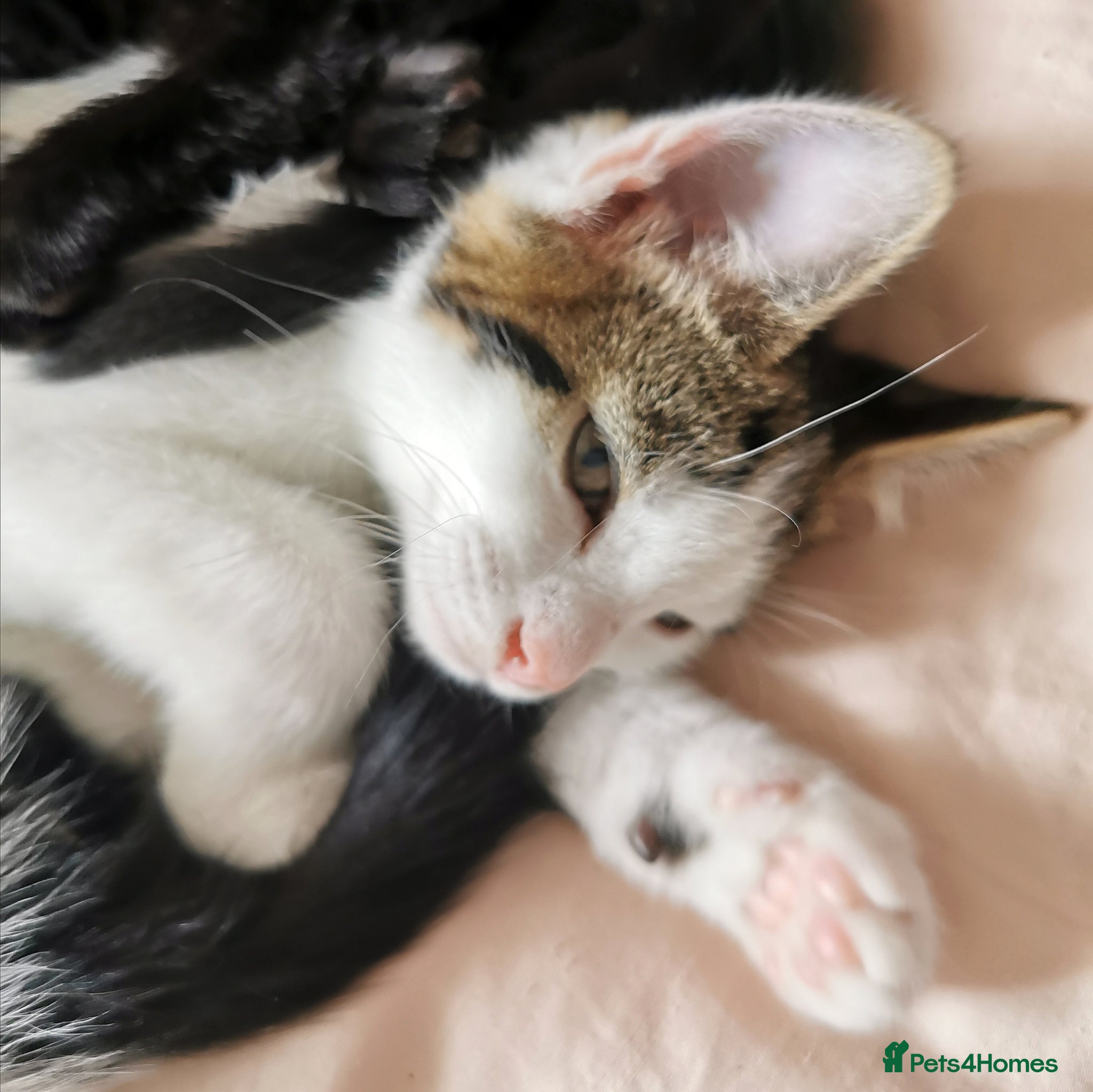Mixed Breed cats for sale: Gorgeous, sweet natured & very playful kittens in London - Advert 24