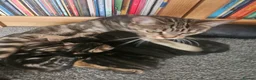 Mixed Breed cats for sale: X 3 British blue Bengal Kittens  - Advert 3