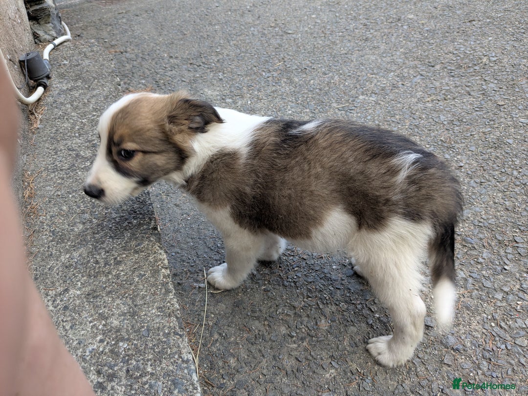 Border Collie dogs for sale: Border Collie Puppies  - Image 7