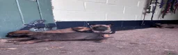 Belgian Shepherd Dog dogs for sale: Belgian Malinois puppies in Bungay - Advert 11