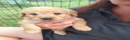 Labradoodle dogs for sale: 🌟Stunning Miniature Labradoodle Pups🌟 - Advert 10