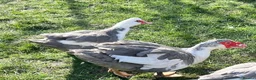Ducks poultry for sale: Muscovy Duck Hatching eggs - Mixed Colour - Advert 5