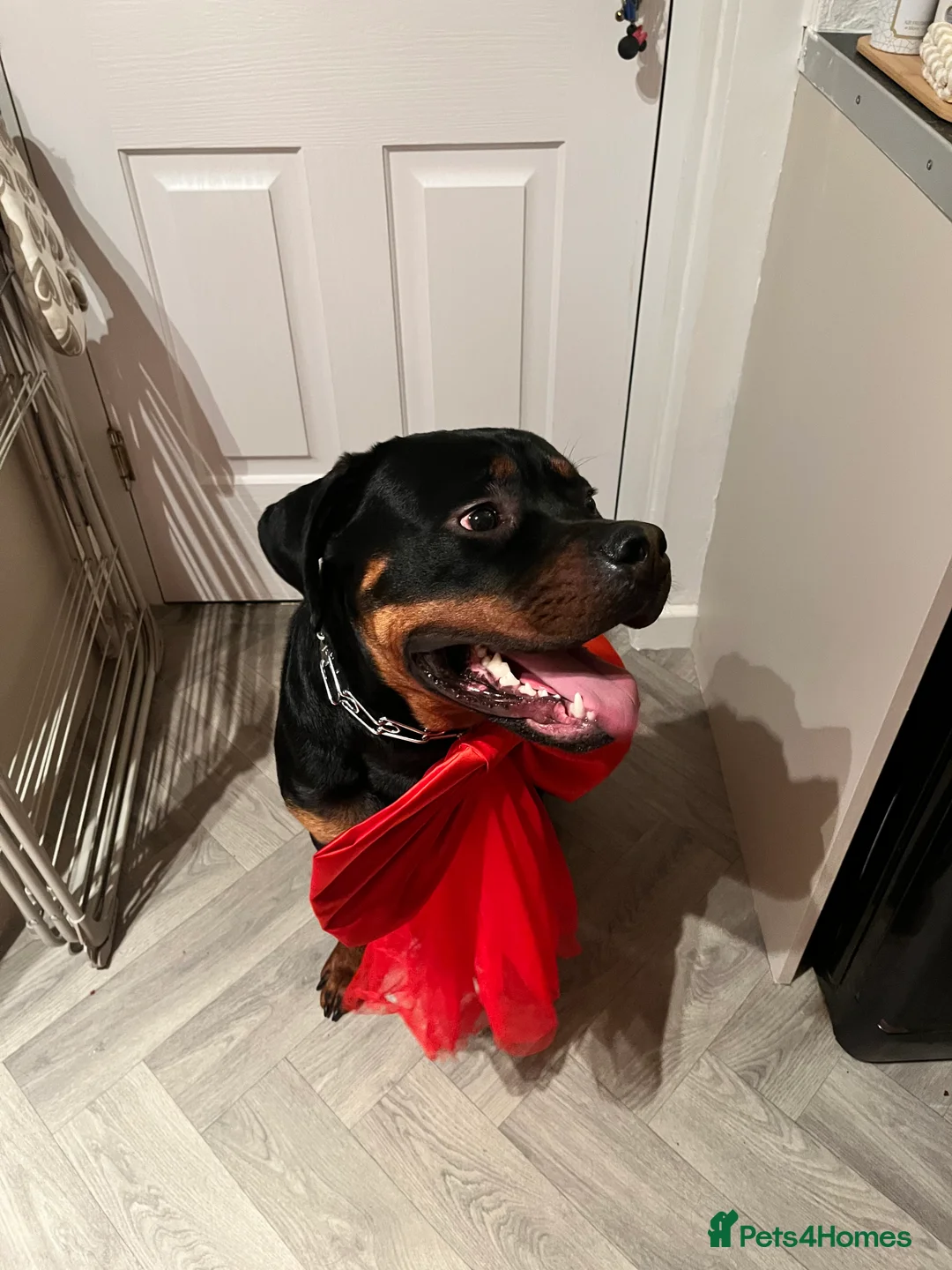 Mixed Breed dogs for sale: 1 YO male Rottweiler  - Advert 4