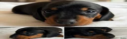 Miniature Dachshund dogs for sale: KC Black & Tan Miniature Dachshunds - Advert 5
