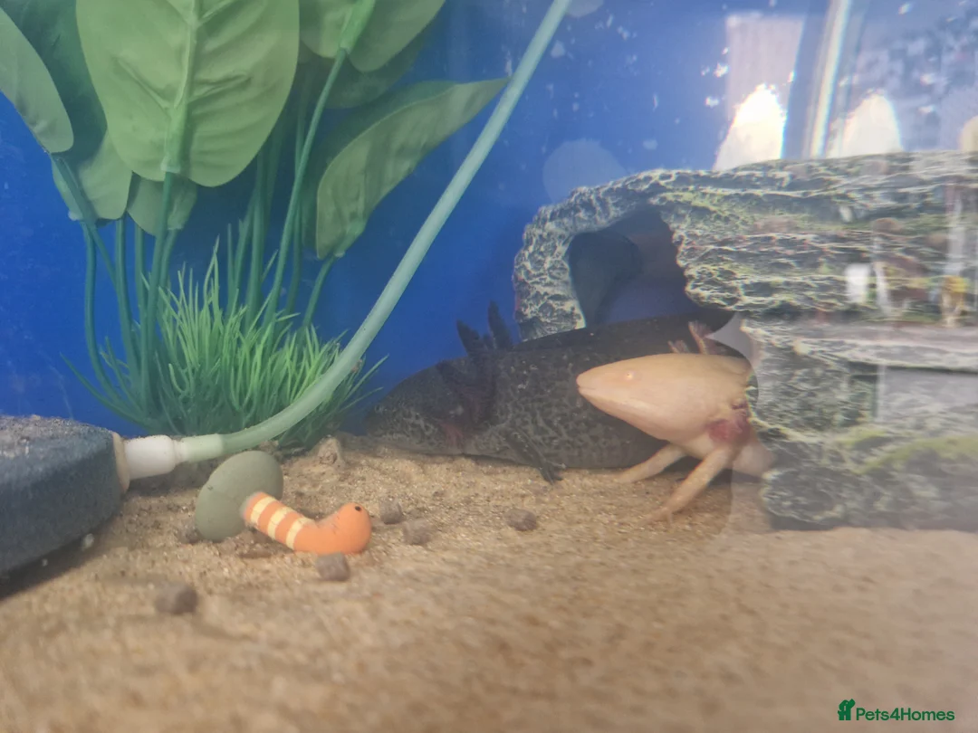 Axolotl reptiles for sale: 2x Axolotls and set up! - Advert 7