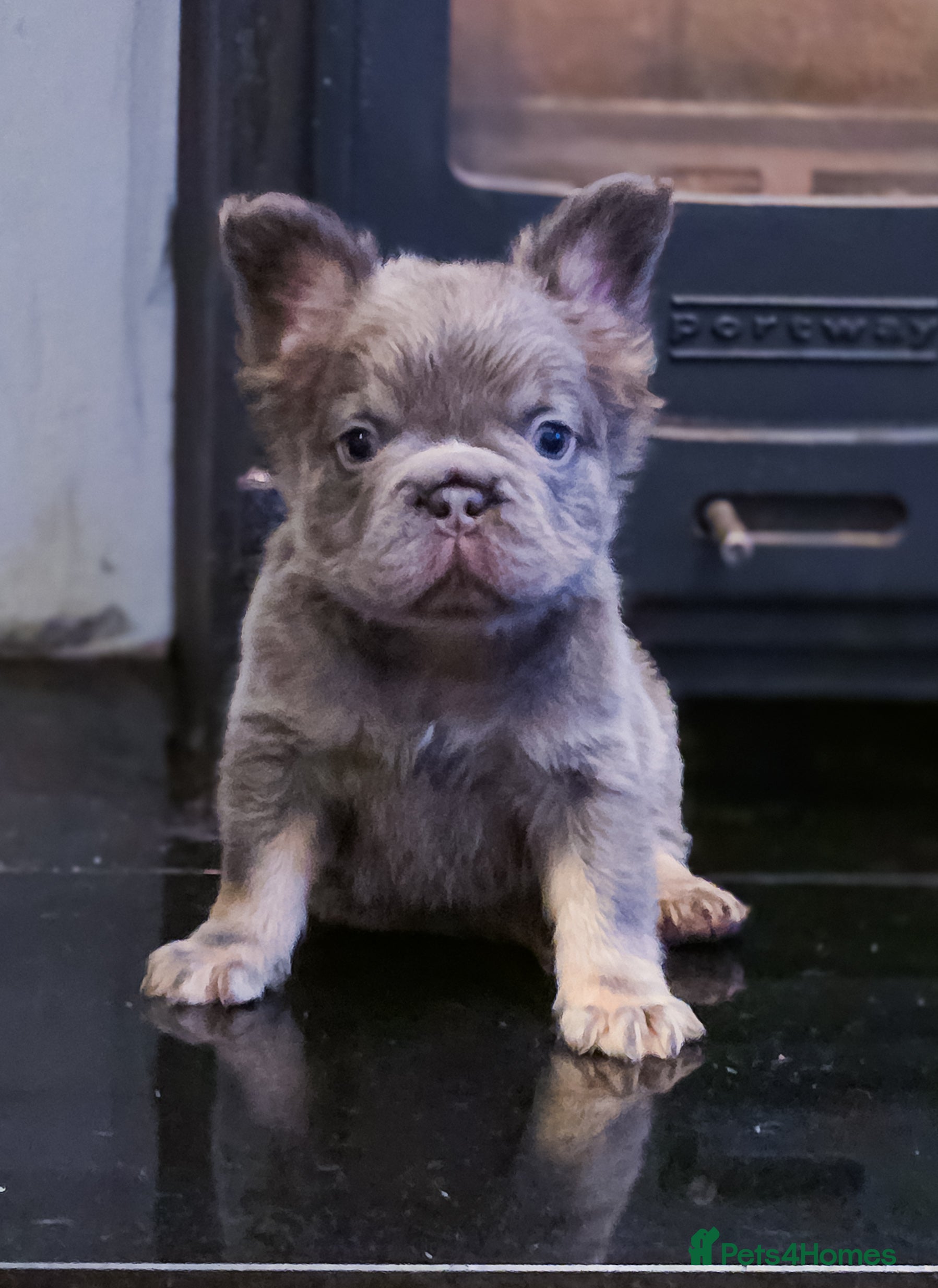 French Bulldog dogs 🐾 Exceptional French Bulldog Puppies Available 🐾 - Advert 1