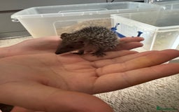 Mixed Breed rodents for sale: Baby Tenrecs - Image 1