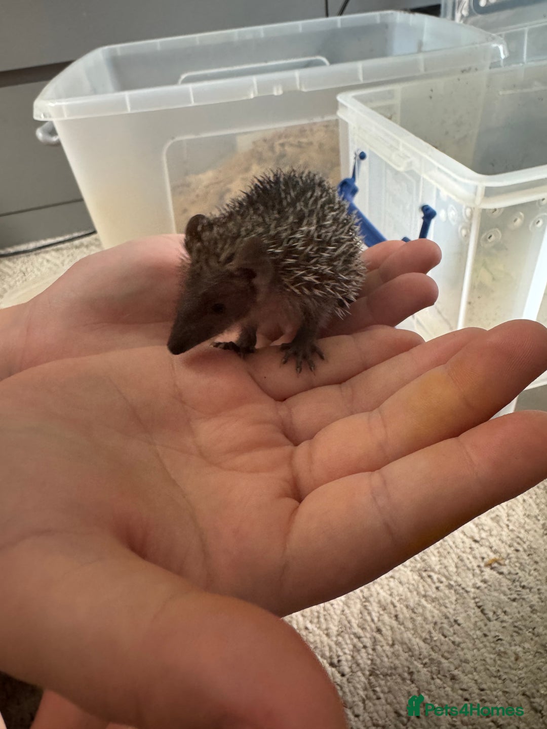 Mixed Breed rodents for sale: Baby Tenrecs - Image 1