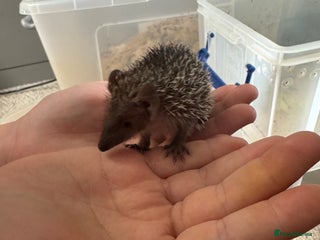 Mixed Breed rodents - Advert 6