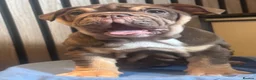 English Bulldog dogs for sale: English Bulldog Female  - Advert 11