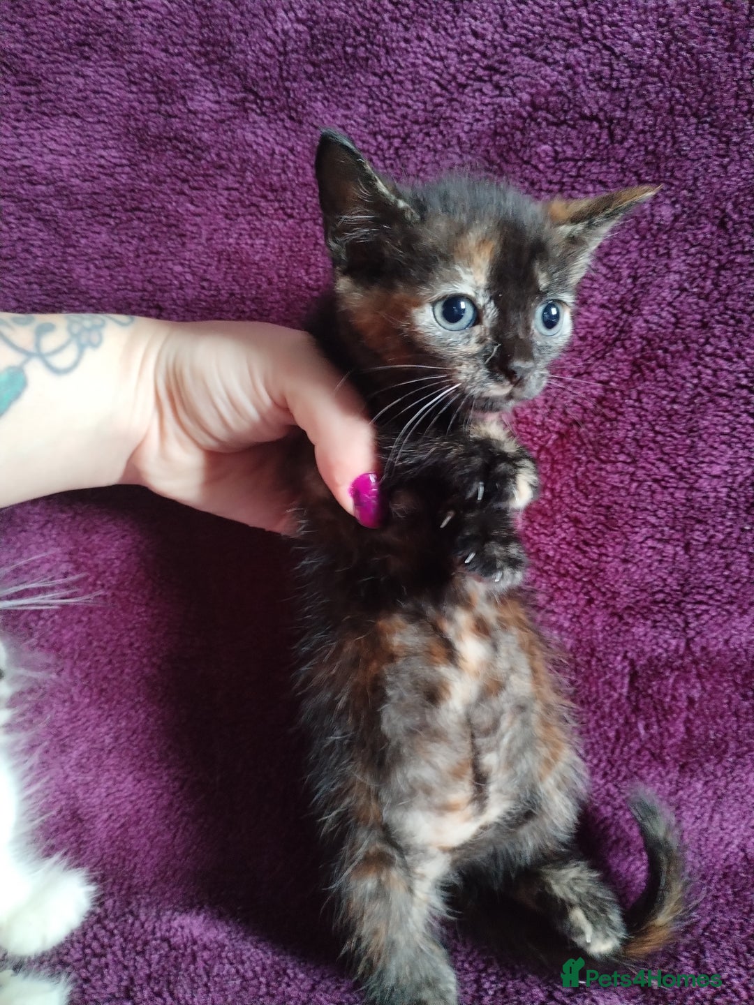 Mixed Breed cats for sale:  kittens looking for forever home  - Image 3