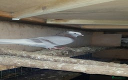 Pigeons birds for sale: Fantails and Iranian pigeons  - Advert 9