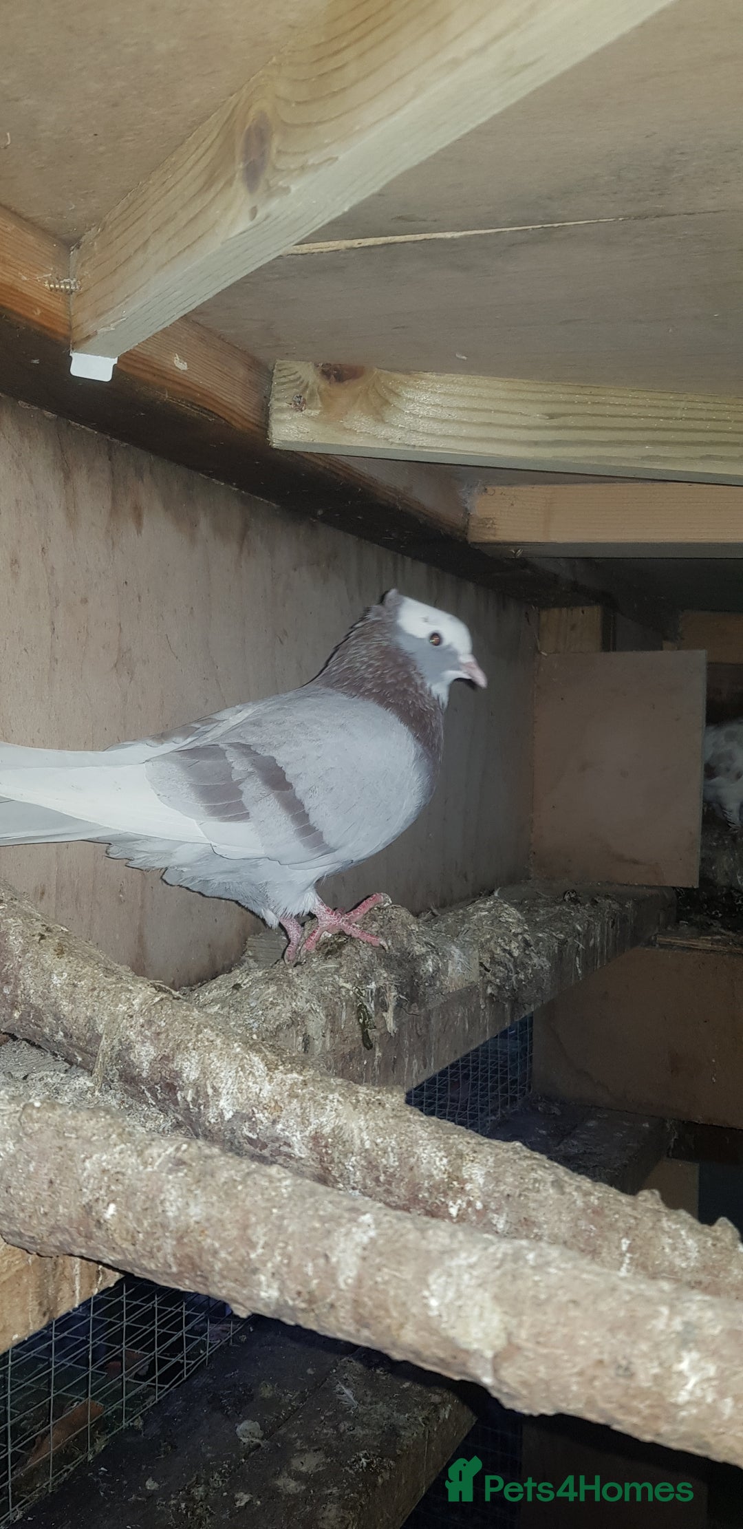 Pigeons birds for sale: Fantails and Iranian pigeons  - Advert 9