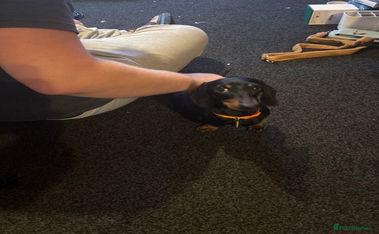 Miniature Dachshund dogs - Advert 2