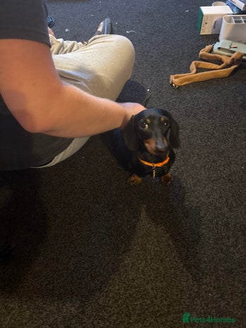 Miniature Dachshund dogs - Advert 2