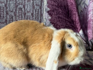 Mini Lop rabbits Beautiful girl for new home - Advert 1
