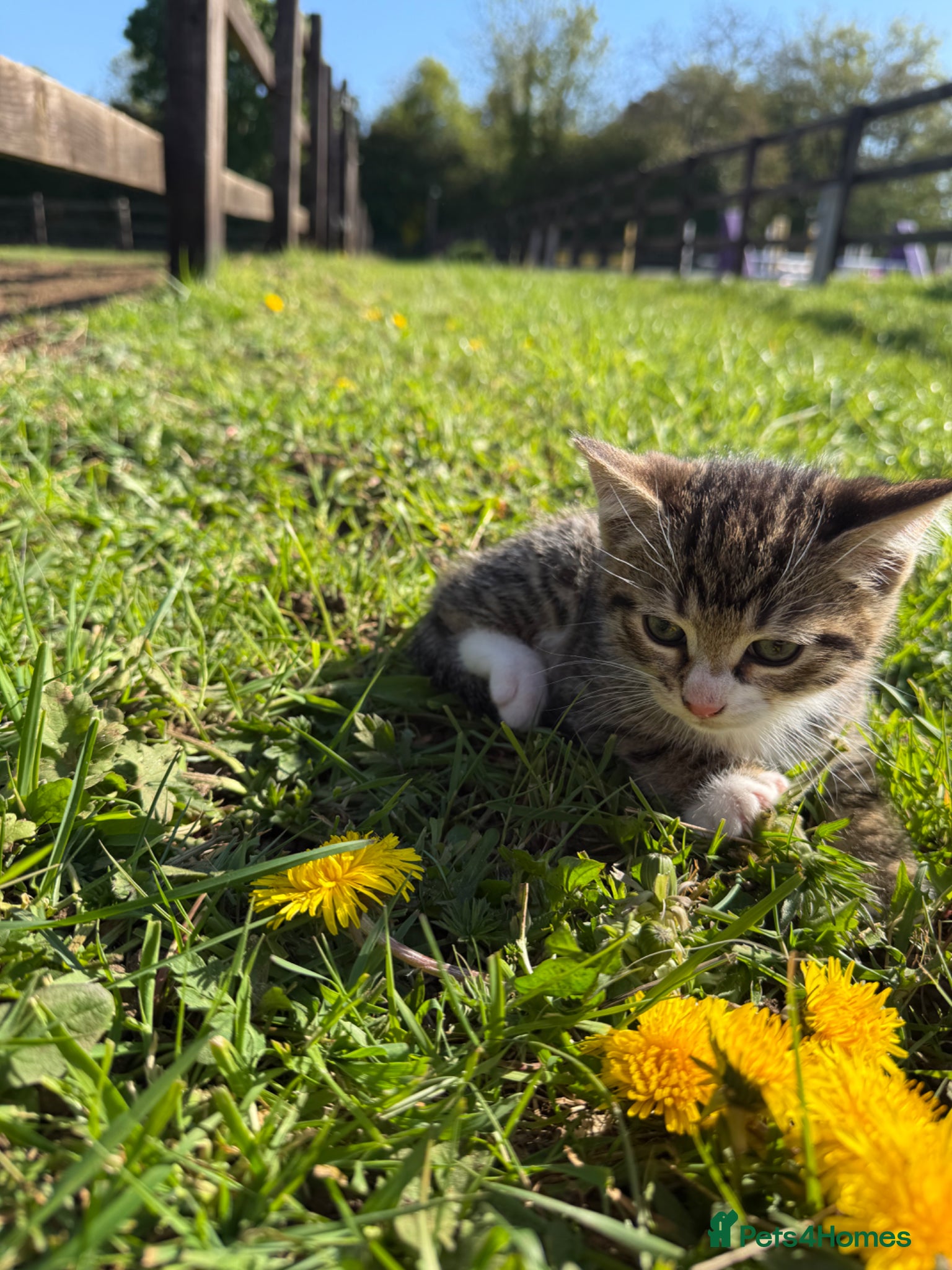 Mixed Breed cats Beautiful tabby boy  - Advert 4