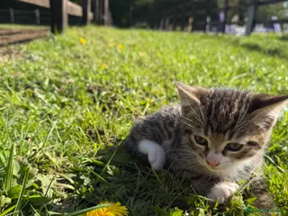 Mixed Breed cats Beautiful tabby boy - Advert 9