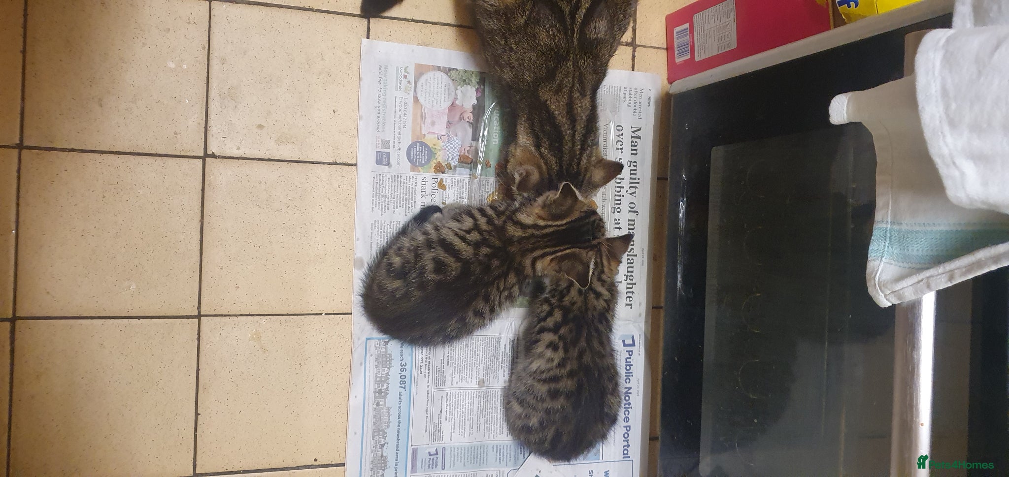 British Shorthair cats Tabby female kittens  - Advert 3