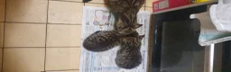 British Shorthair cats for sale: Tabby female kittens  - Advert 1