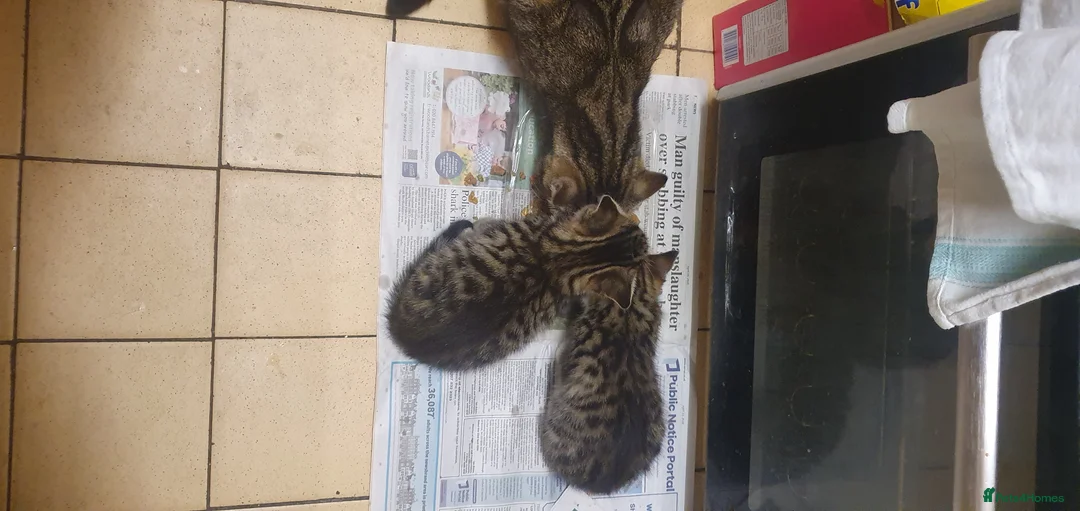 British Shorthair cats for sale: Tabby female kittens  - Advert 1