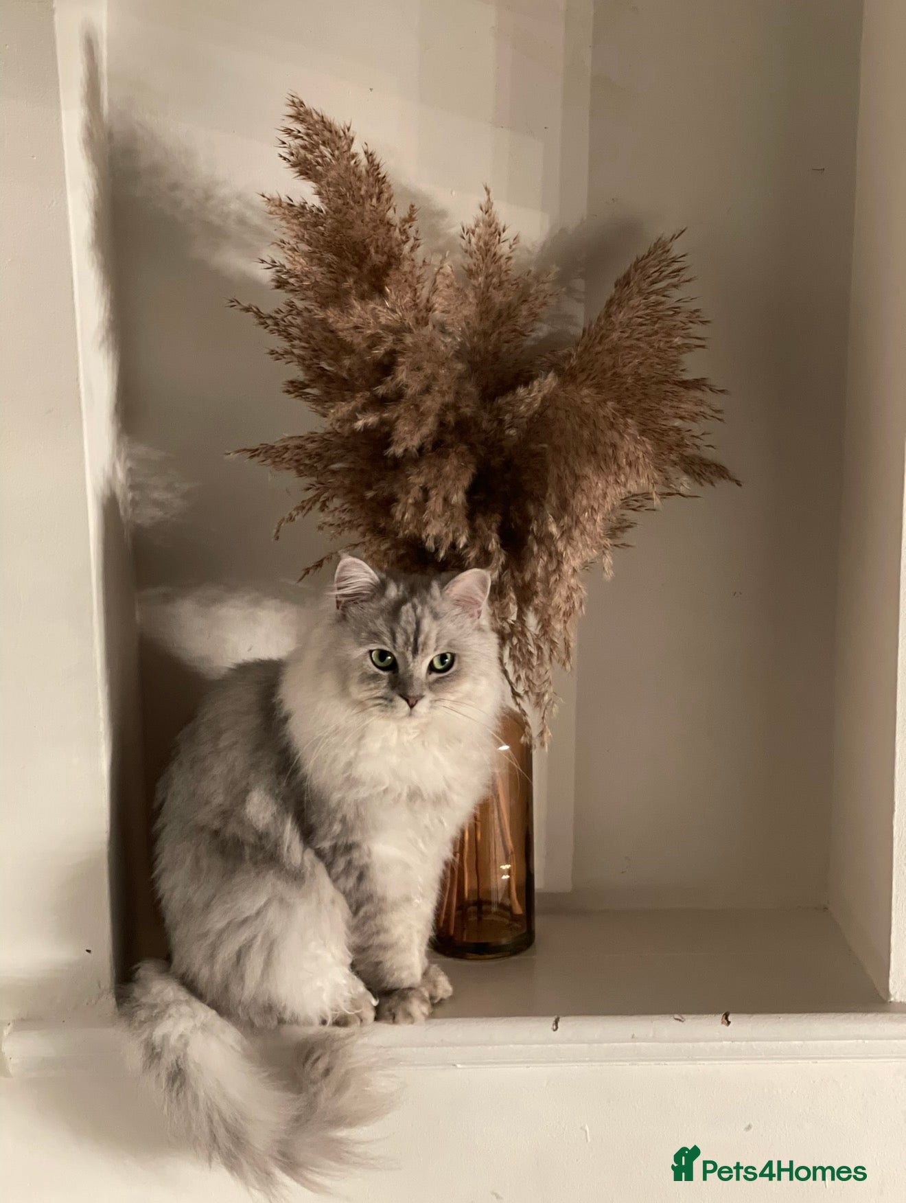 Persian cats Persian Cat for sale  - Advert 1