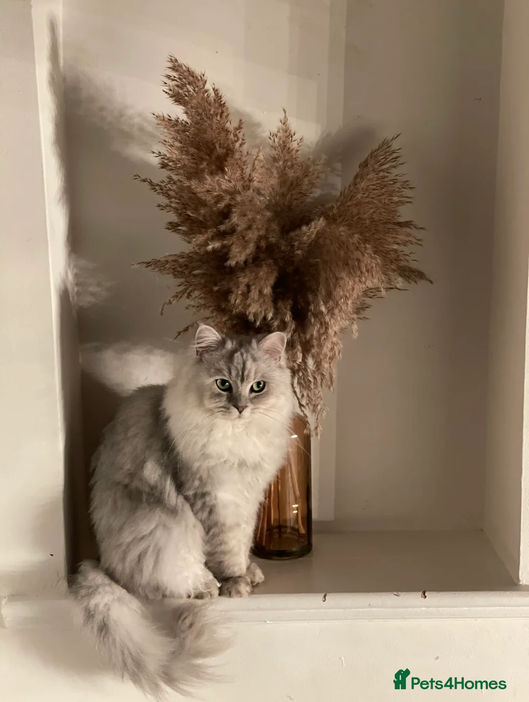 Persian cats for sale: Persian Cat for sale  in Birmingham - Advert 1