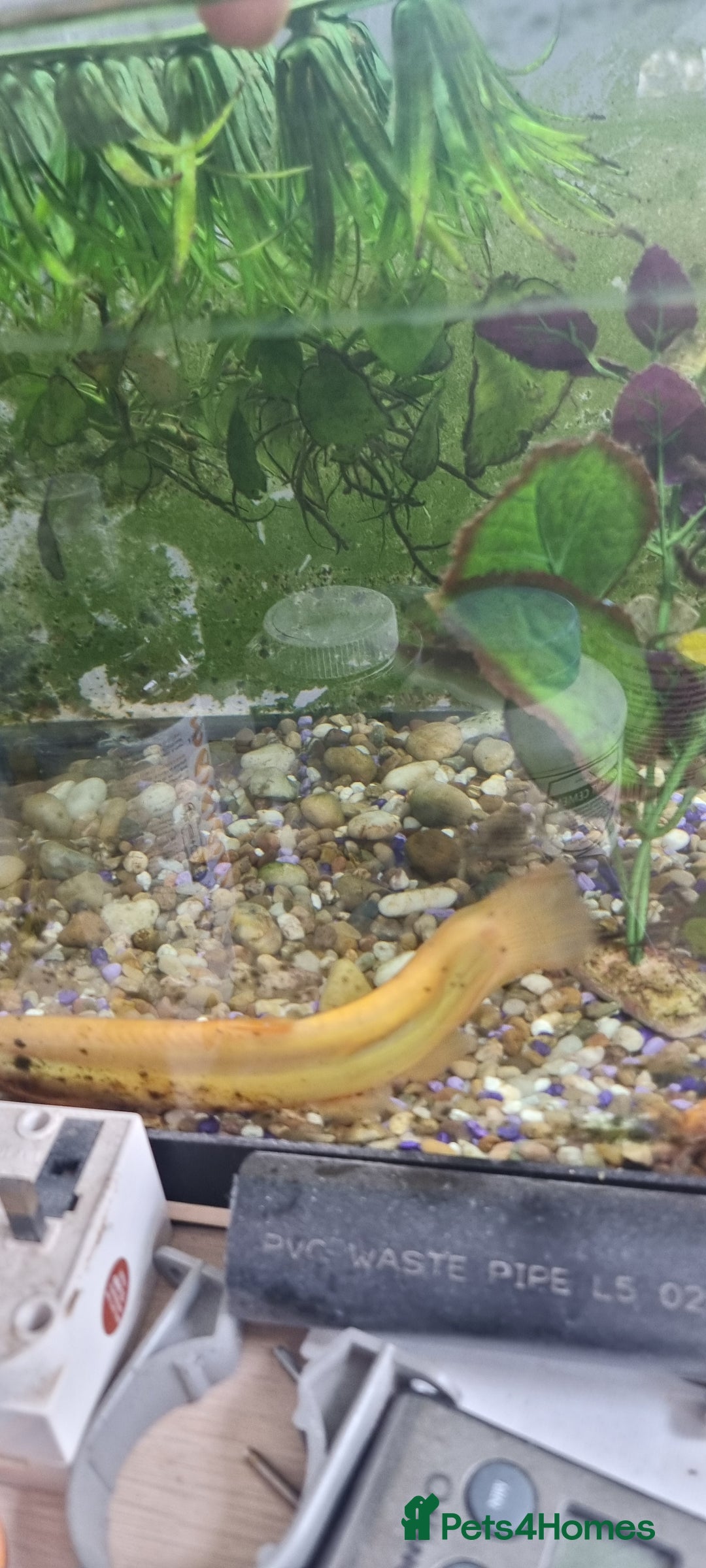 Gouramis fish for sale: Gourami catfish knife gish - Image 10