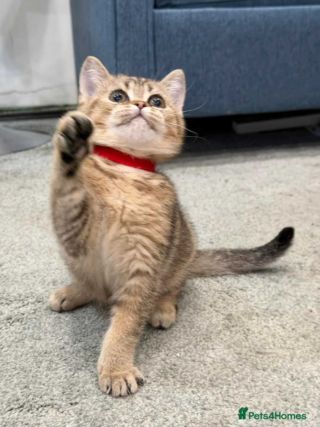 British Shorthair cats for sale: ⭐️1 LEFT Stunning BSH kittens GCCF registered ⭐️ - Advert 10