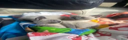 Siamese cats for sale: Blue/ lilac point siamese kittens  - Advert 6