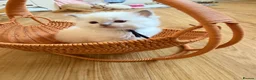 Ragdoll cats for sale: Exquisite Ragdoll litter   - Advert 14